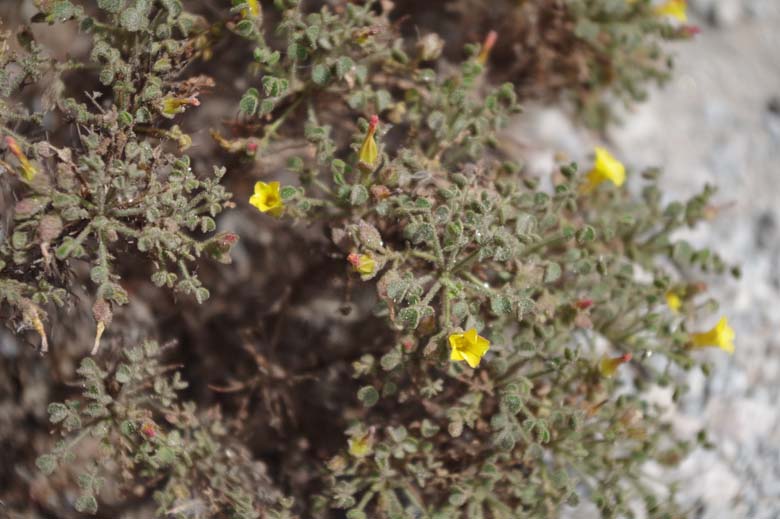 Oxalis
